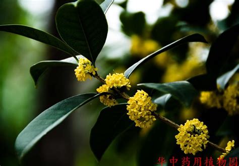 木犀 Osmanthus fragrans Thunb Lour