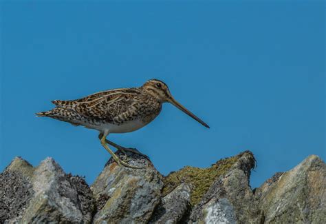 The NHBS Guide To UK Wader Identification Hoopoe A Blog By Nhbs