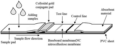 Schematic Illustration Of Gica Strip The Serum Is Loaded Onto The Download Scientific Diagram