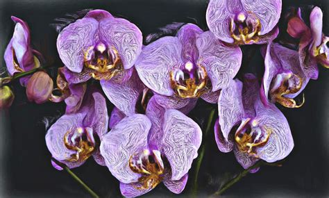 cluster  flowers  bindseil