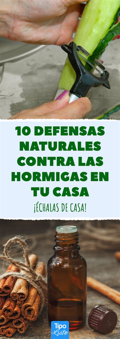 Defensas Naturales Contra Las Hormigas En Tu Casa Repelente De