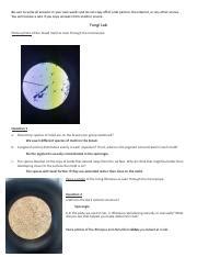 Fungi Lab Exploring Mold Species And Pigment Distribution On Course Hero