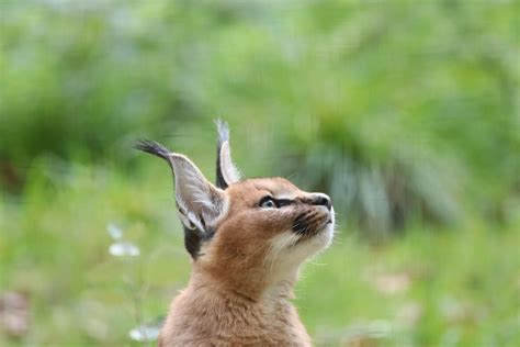 Caracal Cat - Animals Around The Globe