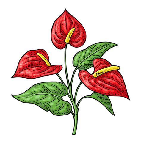 Fleur D Anthurium Avec Feuilles Gravure Couleur Illustration