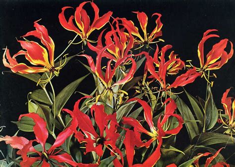 Rhodesia Now Zimbabwe Flame Lilies The National Flower