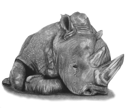 Rhino (SOLD) — Animal Art By Claire