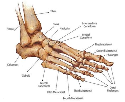 Anatomy: Foot/Ankle - Drwolgin