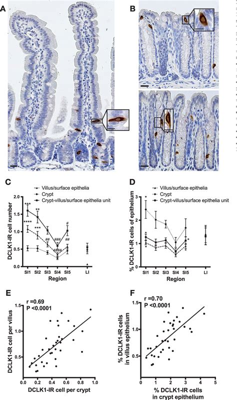 Figure 1 from Tuft cells: Distribution and connections with nerves and ...