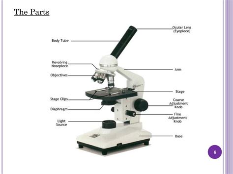 Ppt Microscope Operation And Four Quadrant Streaking Technique Manual