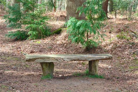 Bankje In Het Bos