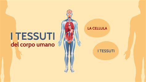 I Tessuti Del Corpo Umano By Valentina Maiolino On Prezi