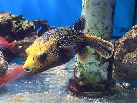 Golden Spotted Pufferfish A Meleagrisuk