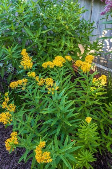 50 Most Beautiful Yellow Perennial Flowers | Balcony Garden Web