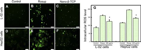 Fluorescent Of The Intracellular ROS Using DCFDA Dye In L 02 A C And