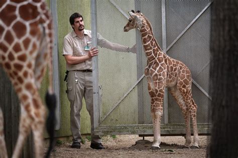 A Man Standing Next To A Giraffe In An Enclosure