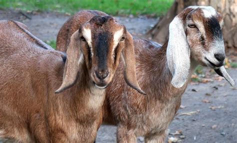 Goat Breeds Facts Types And Pictures