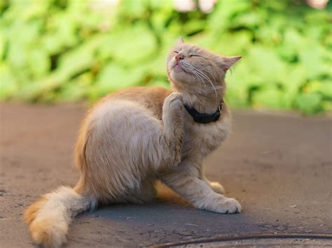 Milben Bei Katzen Ursachen Symptome Behandlung