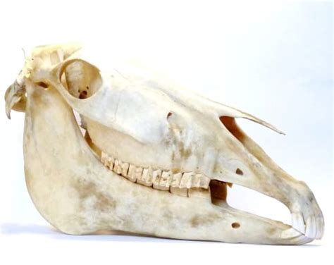 Specimen Of The Week 316 Horse Skull Ucl Ucl Culture Blog