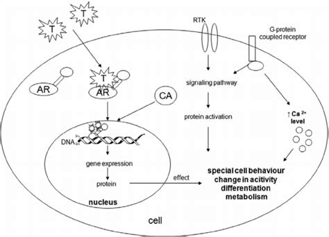 Genomic And Non Genomic Effects Of Testosterone Unbound Bioactive Download Scientific Diagram