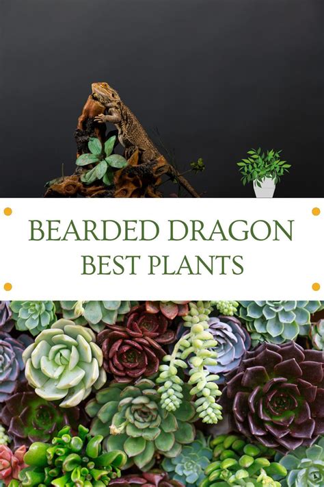 Diy Bearded Dragon Enclosure Decor Bearded Dragon Cage Ideas Bearded