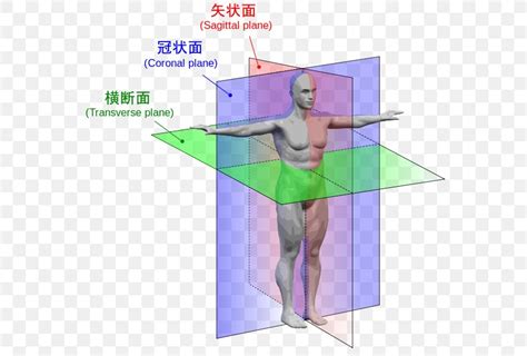 Sagittal Plane Anatomy