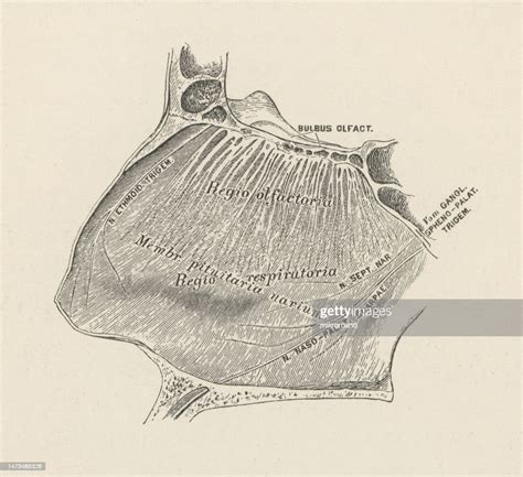 Old Engraved Illustration Of The Nasal Mucosa Lines The Nasal Cavity