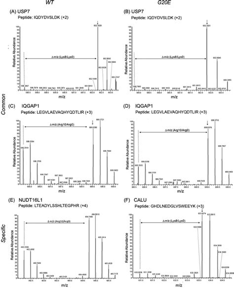 Intensities Of Silac Peptide Pairs In Ms Ms Spectra Show Specificity Of Download Scientific