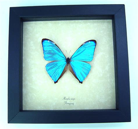 Morpho Aega Blue Morpho Blue Morpho Butterfly Real Framed Butterfly