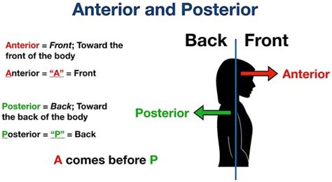 Intro To Anat Week 1 Flashcards Quizlet