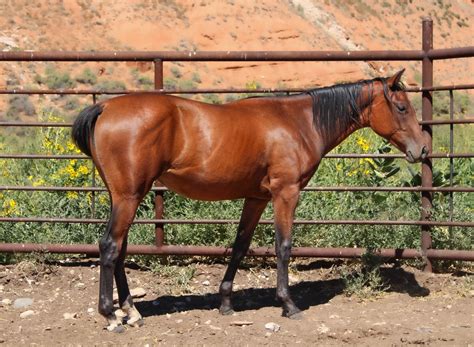 Aqha Filly By Arbmoonsbeenfrosted Ap Six Frosted Moon X Go