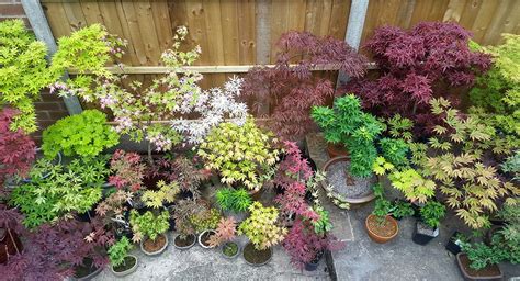 Amazing Companion Plants For Japanese Maples That Will Tavalinejanely