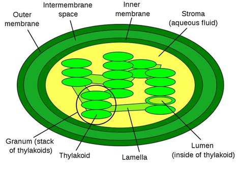 Label The Indicated Parts In This Diagram Of A Chloroplast C