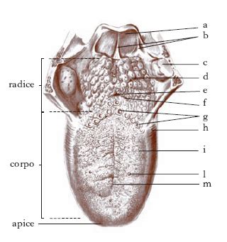 Lingua Nell Enciclopedia Treccani Treccani Treccani