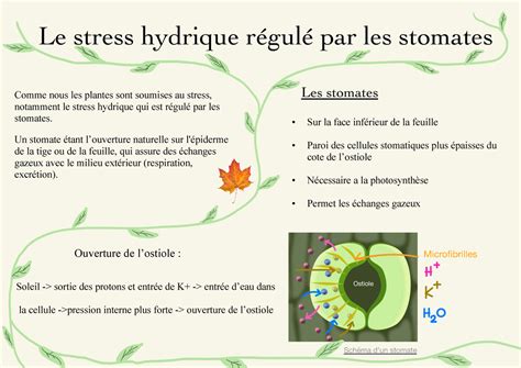 Affiche Physiologie Groupe Stress Hydrique Stomates Le Stress