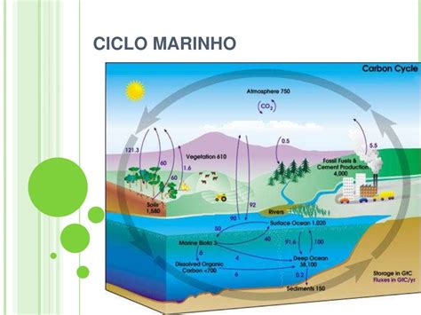 Ciclo Do Carbono E Mudanças Climáticas