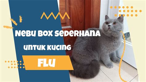 Kucing Flu Bantu Dengan Nebu Box Sederhana Agar Lebih Cepat Sembuh