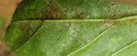 Thrips damage on leaf - BioBee USA