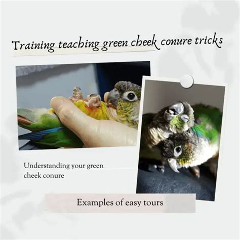 Training teaching green cheek conure tricks - teaching your parrot tricks