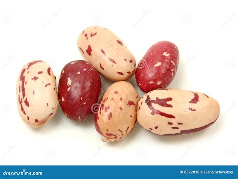 Rosecoco Bean Stock Photo Image Of Detail Macro Close 8572818