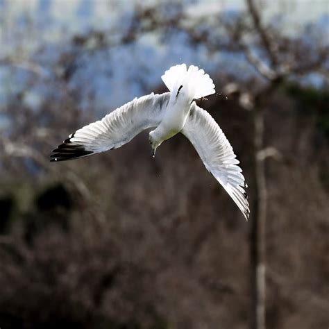 Flying White Bird · Free Stock Photo