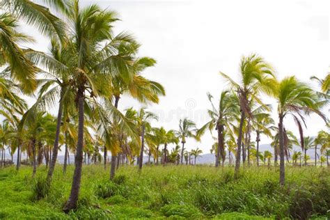 Hawaii Palm Tree Coconut Farm Stock Photo - Image: 29583874