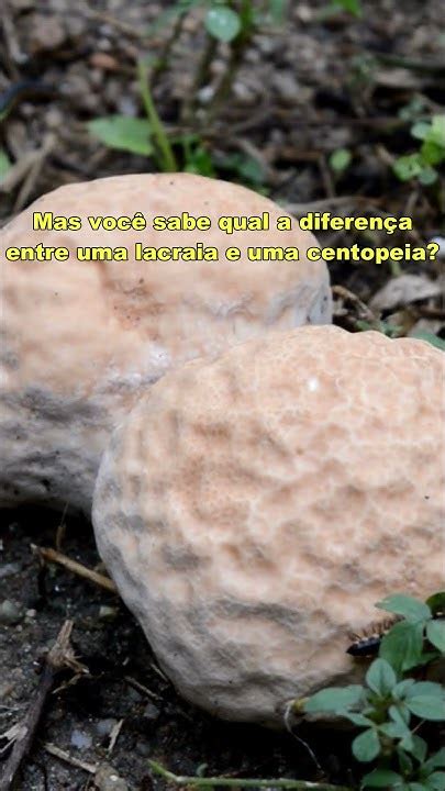 Diferença Entre Lacraia E Piolho De Cobra - LACRAIAS, CENTOPEIAS e PIOLHOS DE COBRA em DIFERENÇA? #invertebrados ...