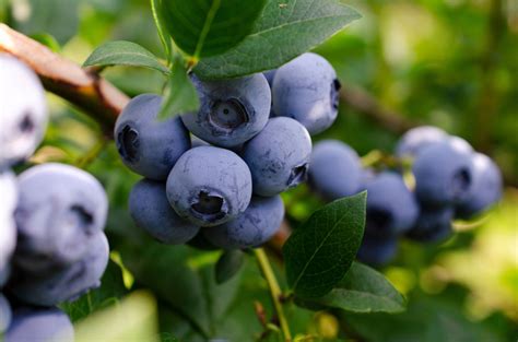 10 Tips For Growing Delicious Blueberries In Pots Garden Lovers Club