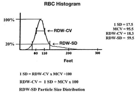 RDW Blood Test - What is?, What Does it Mean, High, Low, Normal, Calcul