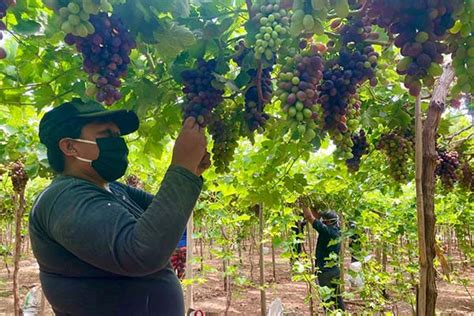 Sunafil más de 98 mil trabajadores ingresaron a planilla en los