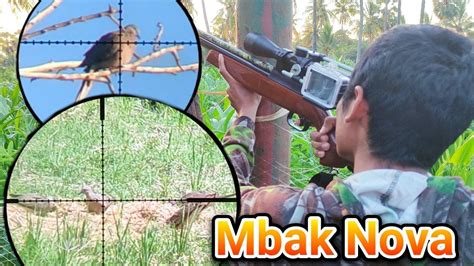 Berburu Tekukur Bareng Uklik Mbak Nova Di Ladang Ladang Warga