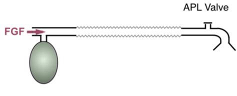 mapleson systems flashcards quizlet