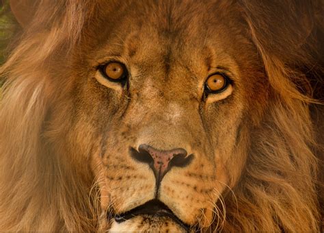 Wallpaper Animals Portrait Nature Wildlife Nose Big Cats