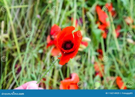 Fiori Del Papavero Nello Schiarimento Papavero Selvatico Rosso Di