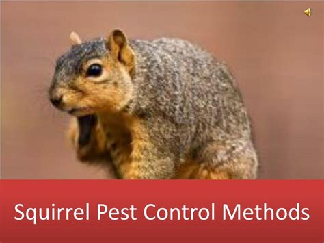 PPT - Squirrel Pest Control Methods PowerPoint Presentation, free